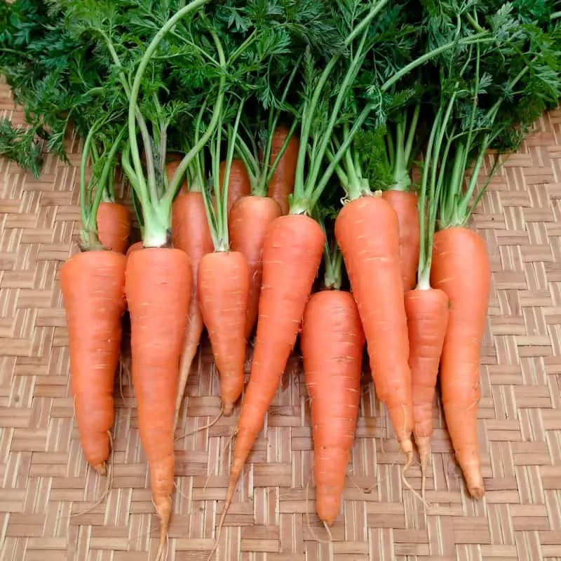 Carrot, Danvers 126 (Organic)