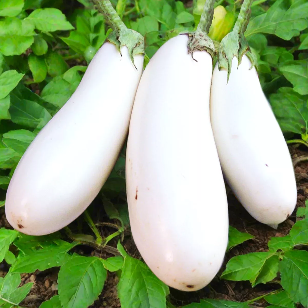 Casper White Eggplant