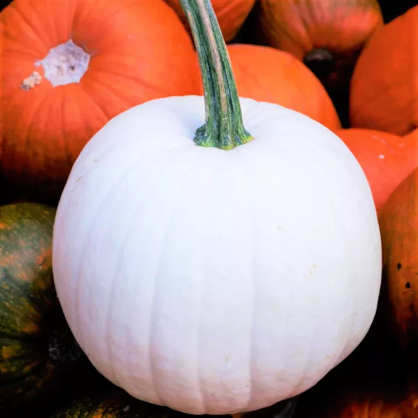 Casper White Pumpkin