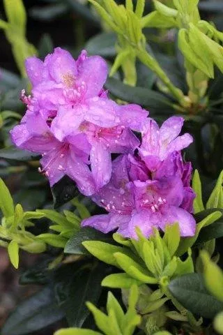 Catawba Boursault Rhododendron Starter Plant (Rhododendron catawbiense) – Live Bareroot Shrub, Purple Blooms, Hardy Evergreen Landscape Plant