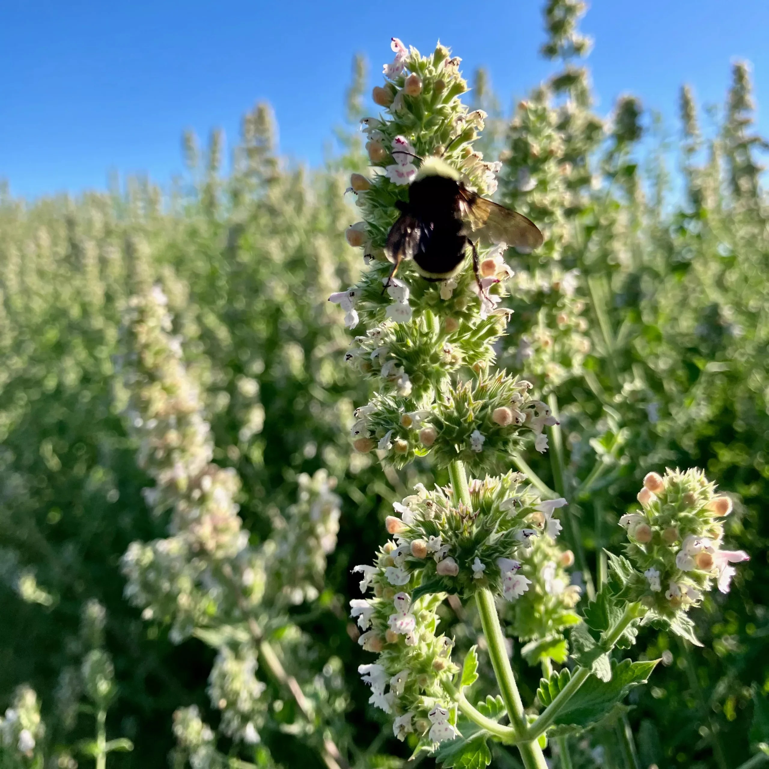 Catnip ⁃ Organic Seed Catnip