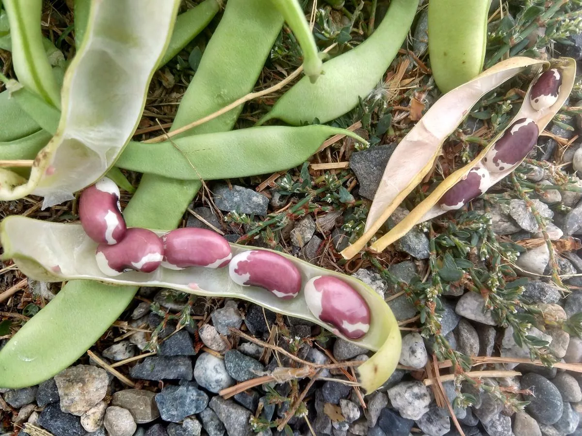 Cave Beans