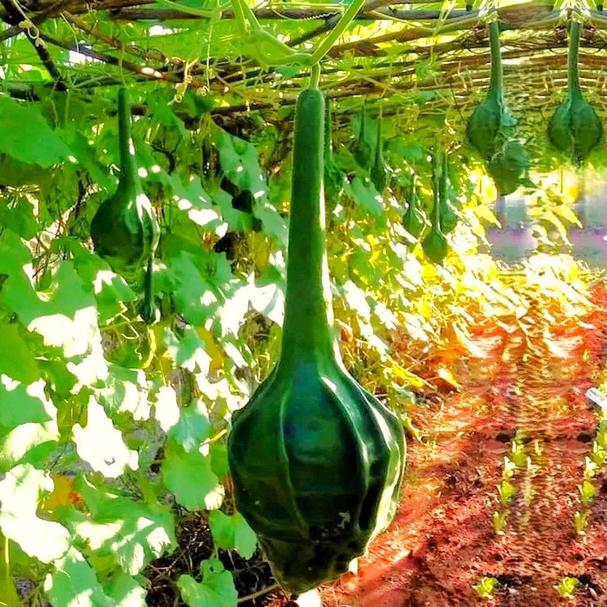Caveman's Club Gourd (Maranka)