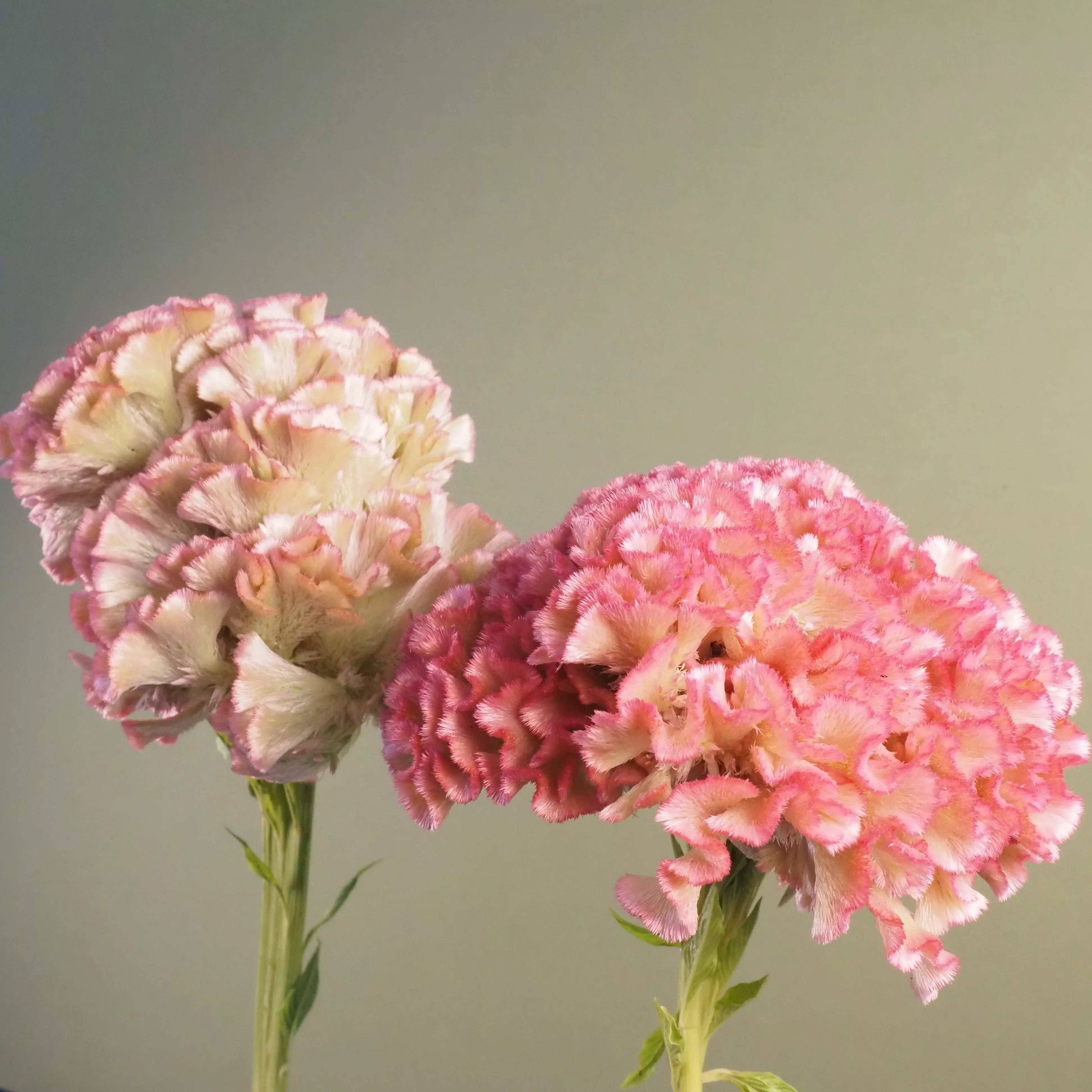 Celosia ⁃ Organic Seed Crystal Beauty