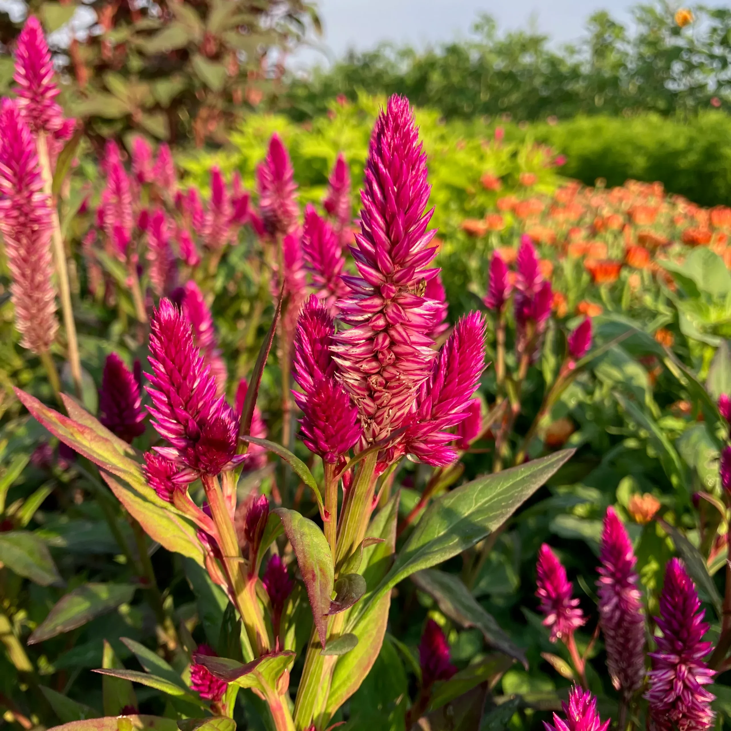 Celosia ⁃ Organic Seed Ruby Parfait