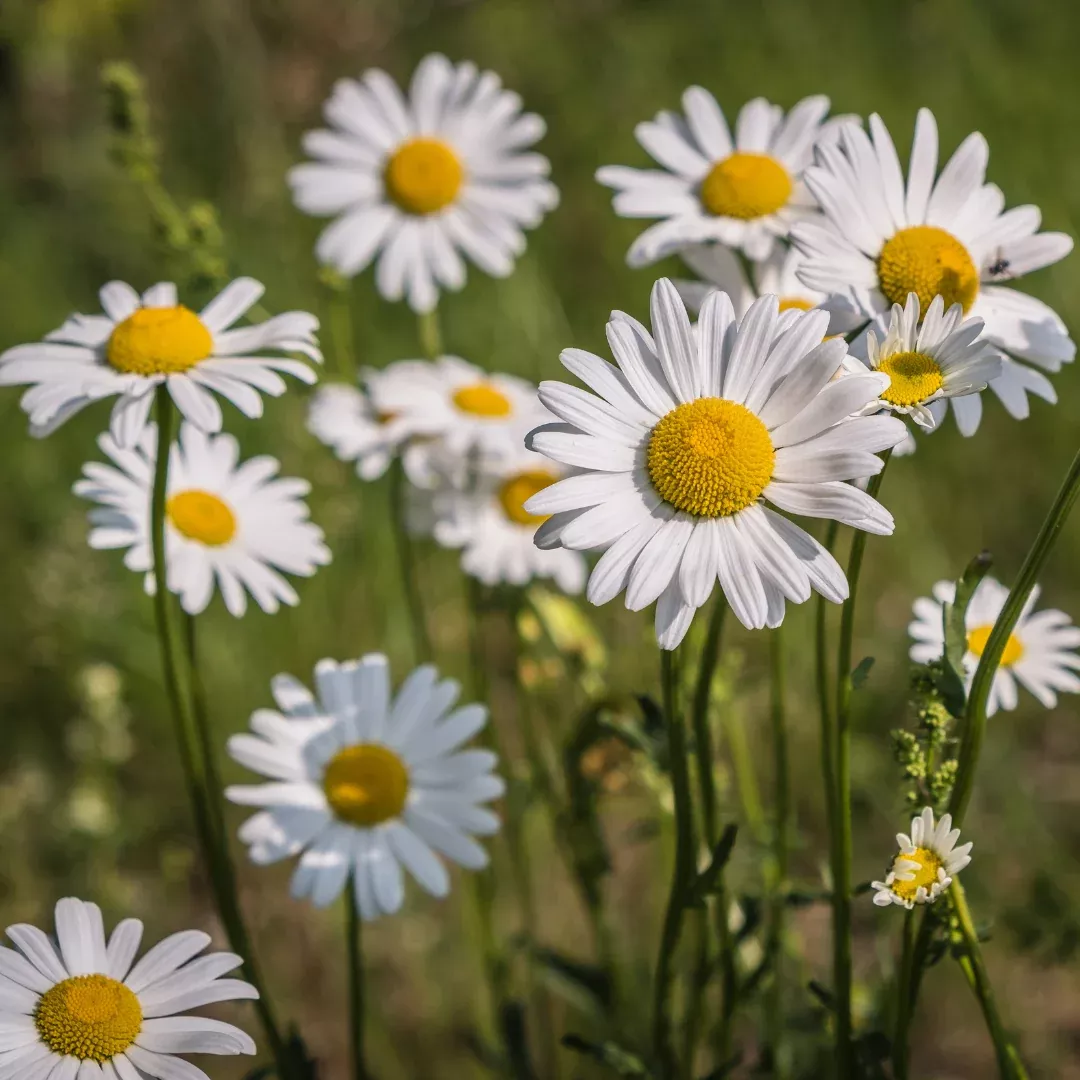 Chamomile, 2" plant