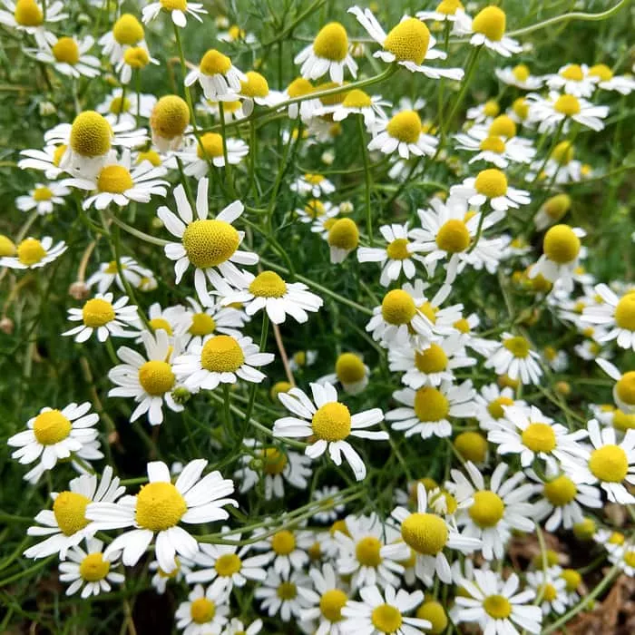 Chamomile, Bodegold (Organic)