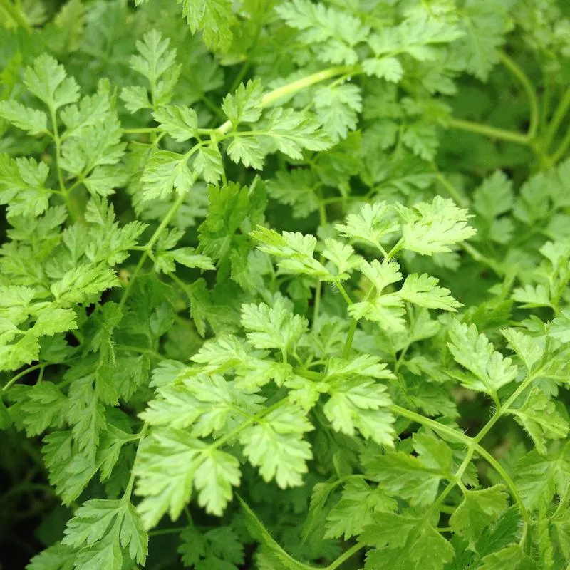 Chervil Curled Seeds