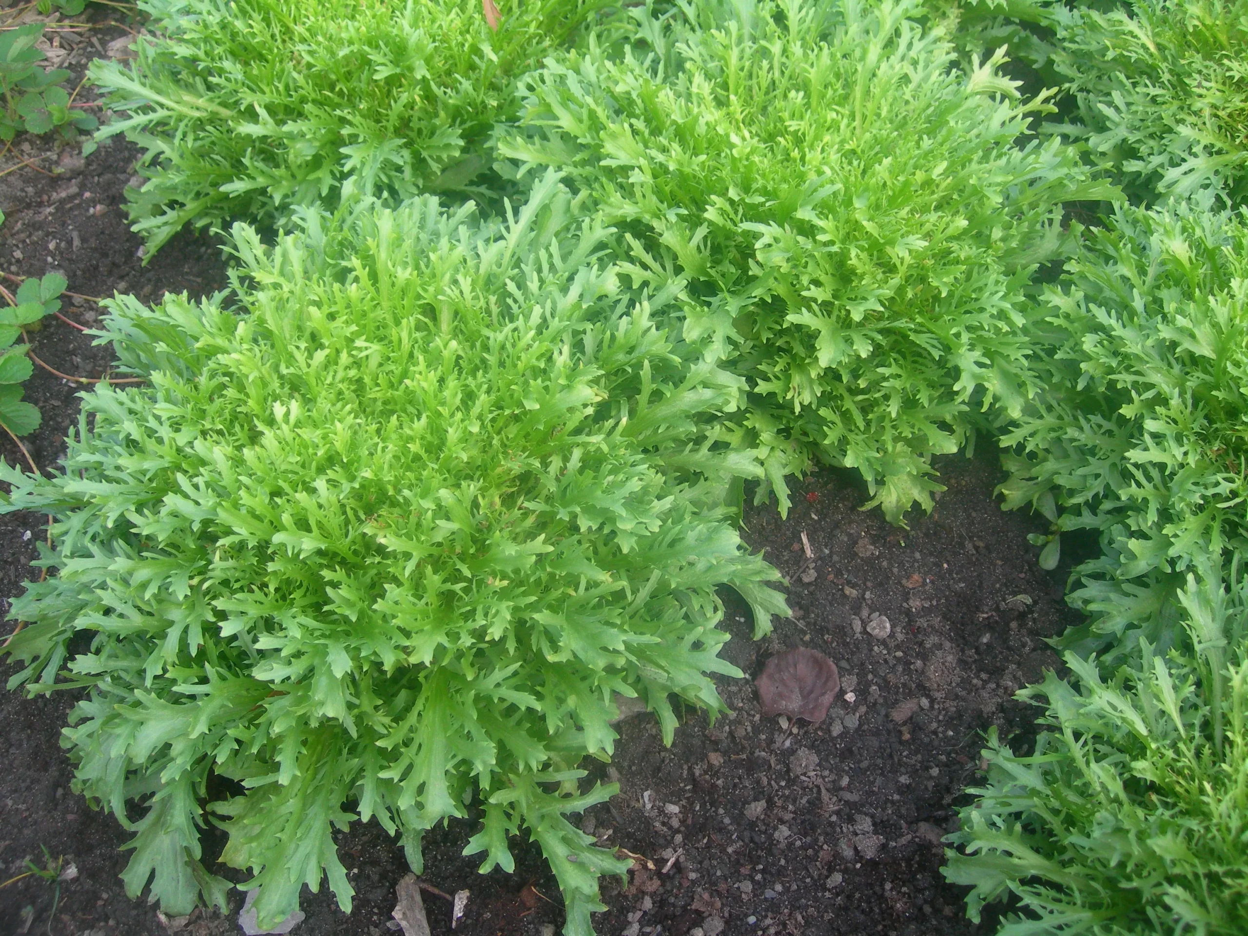 Chicory ⁃ Organic Seed Frisée