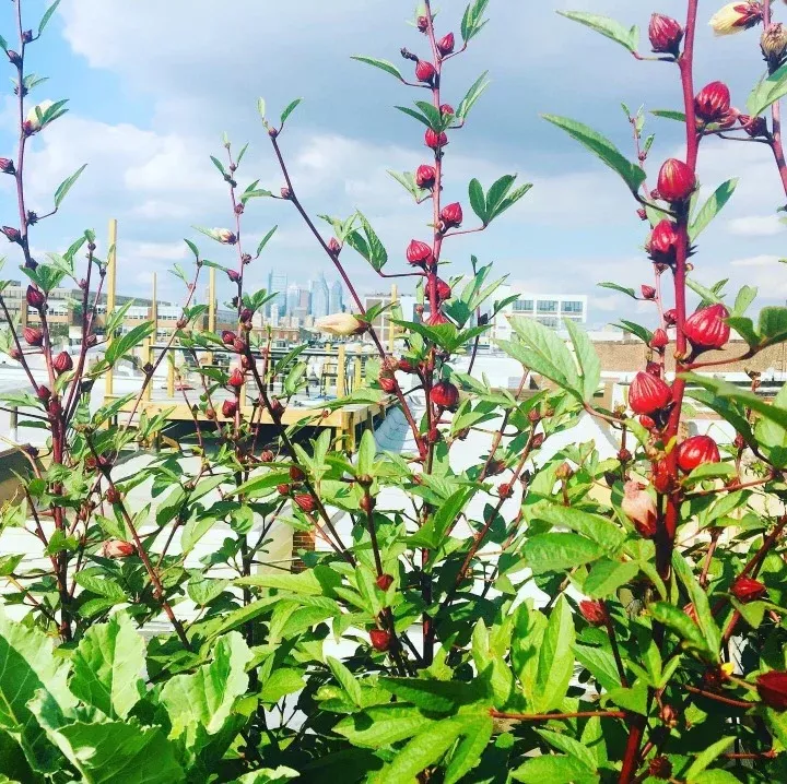 Chin Baung (Burmese Roselle Leaf)