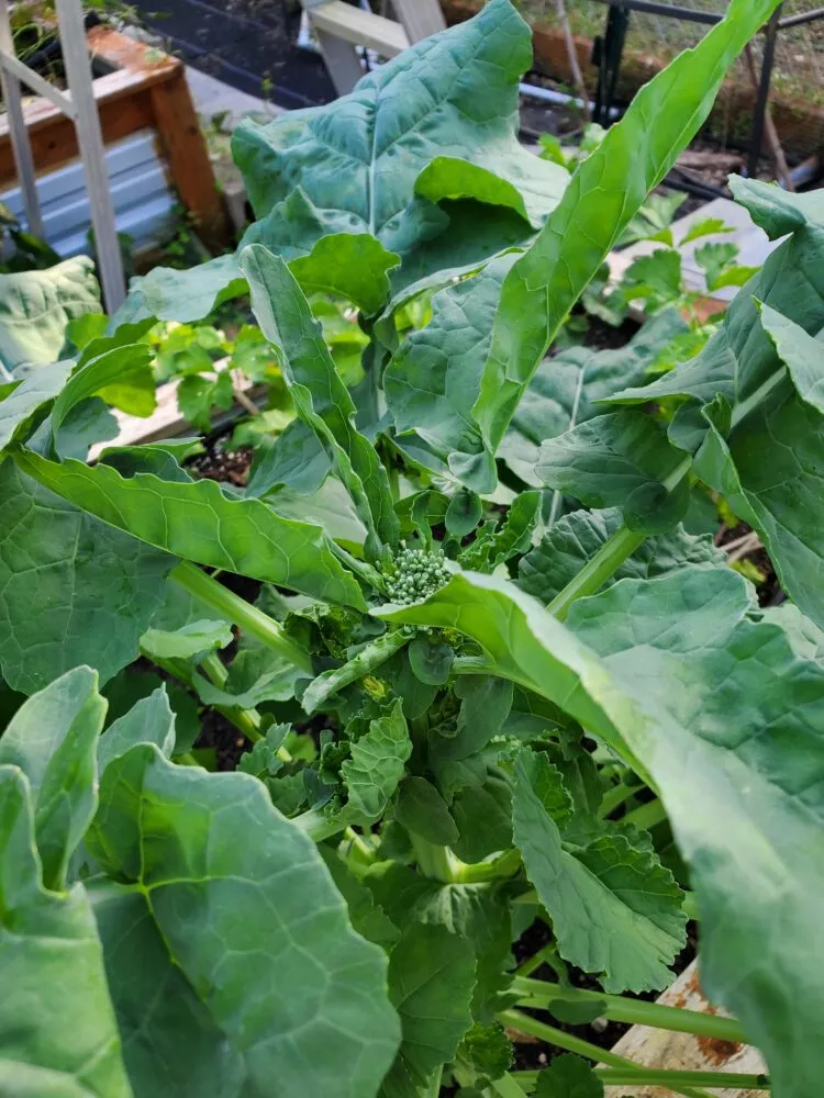 Chinese Broccoli