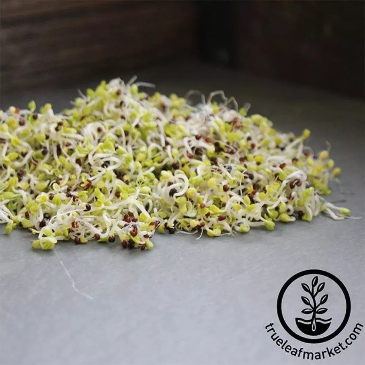 Chinese Cabbage - Sprouting Seeds