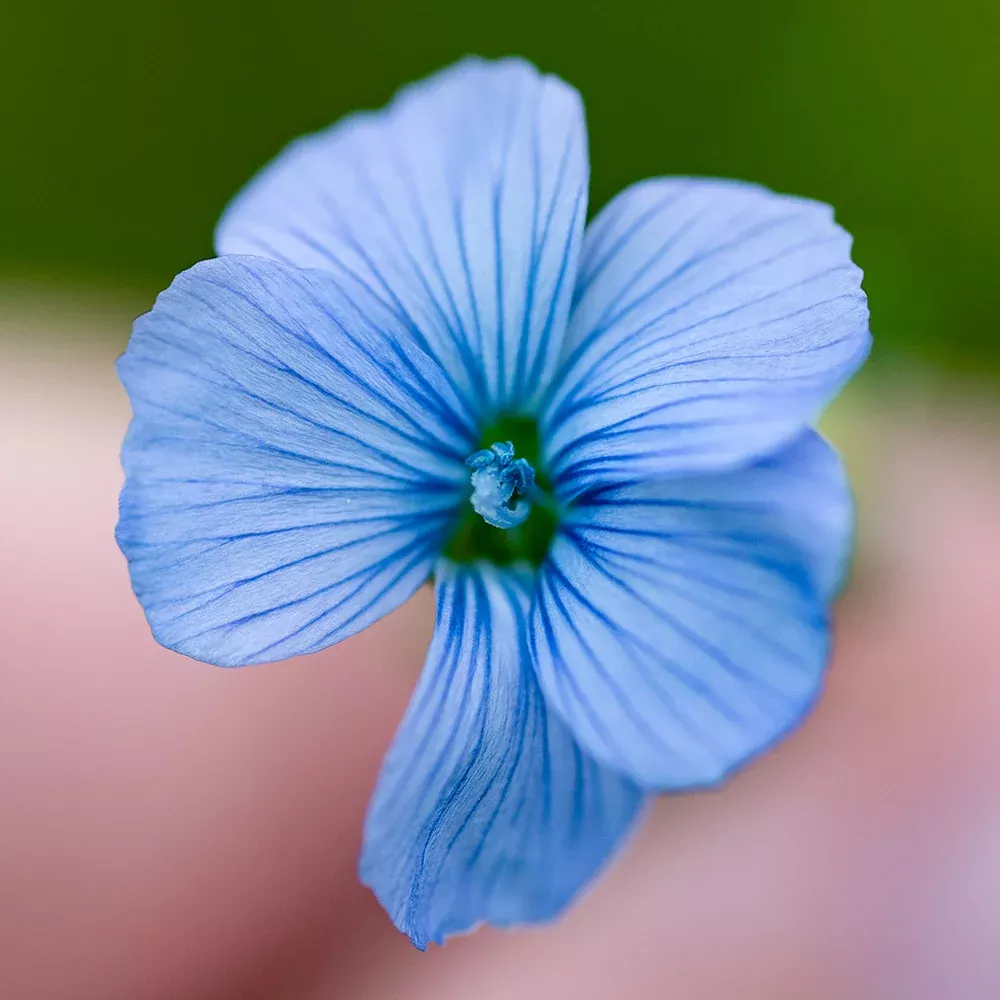 Chinese Forget-Me-Not