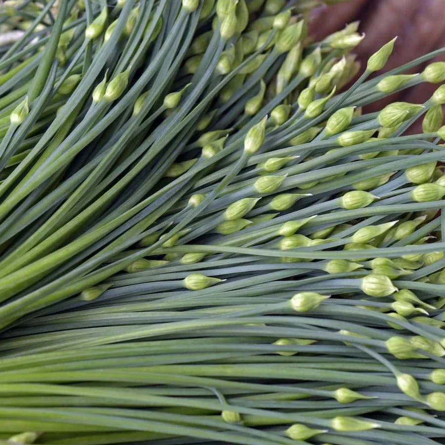 Chinese Garlic Chives