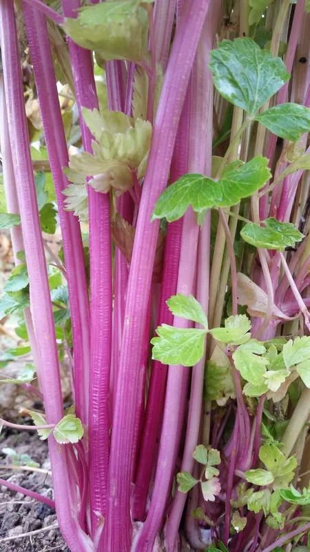 Chinese Pink Celery