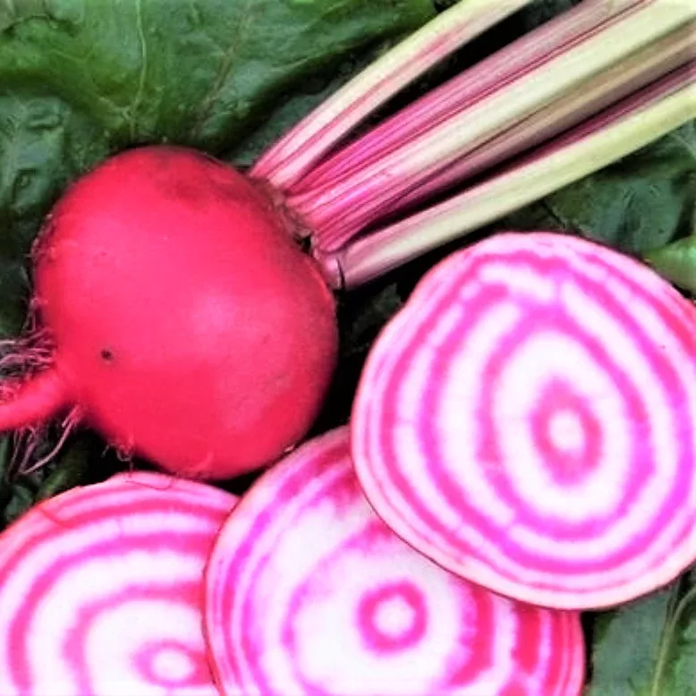 Chioggia Beet (Candy Cane Striped)