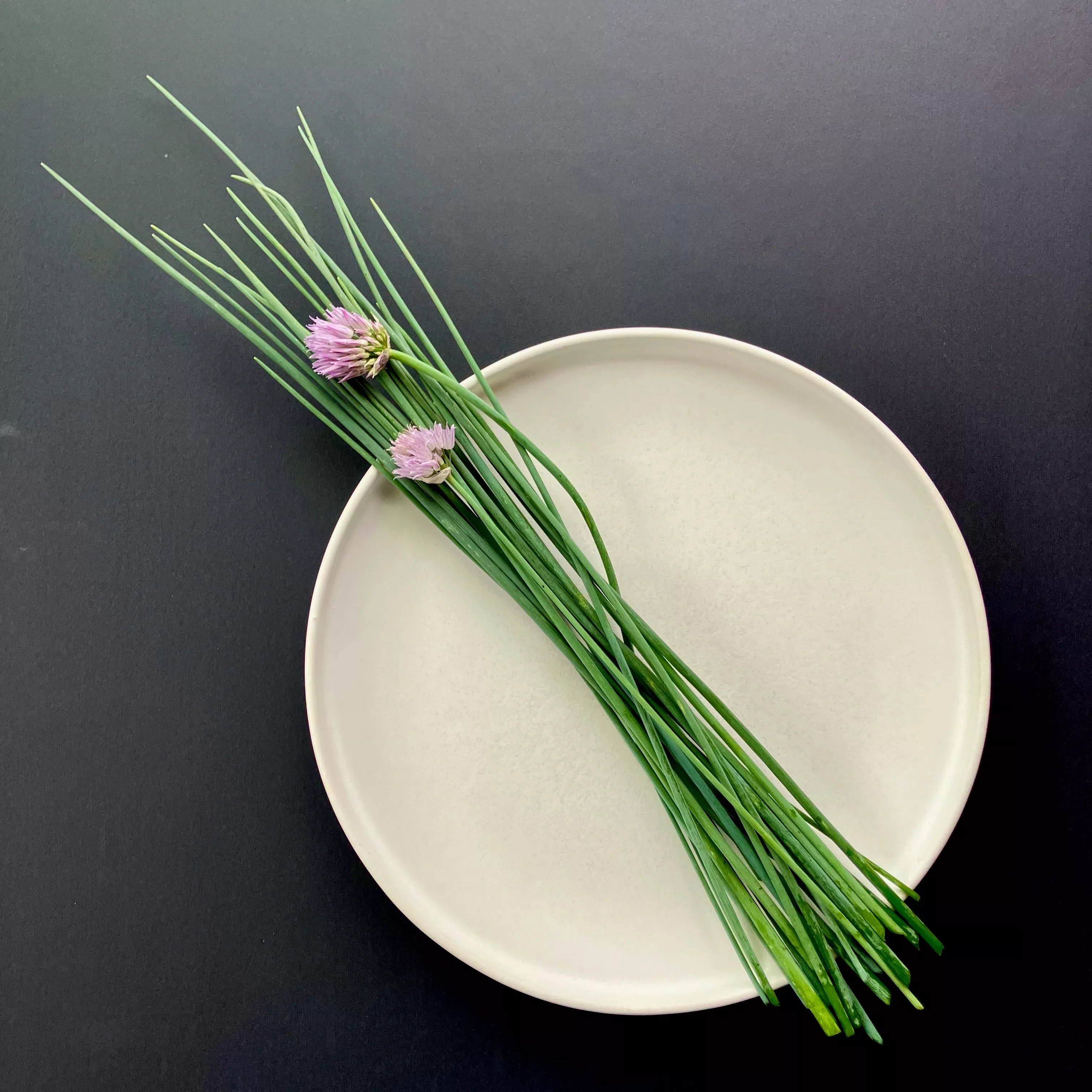 Chives ⁃ Organic Seed Staro