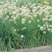 Chives