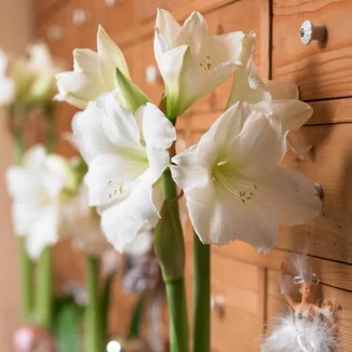 'Christmas Gift' Hippeastrum, Amaryllis, Pure White