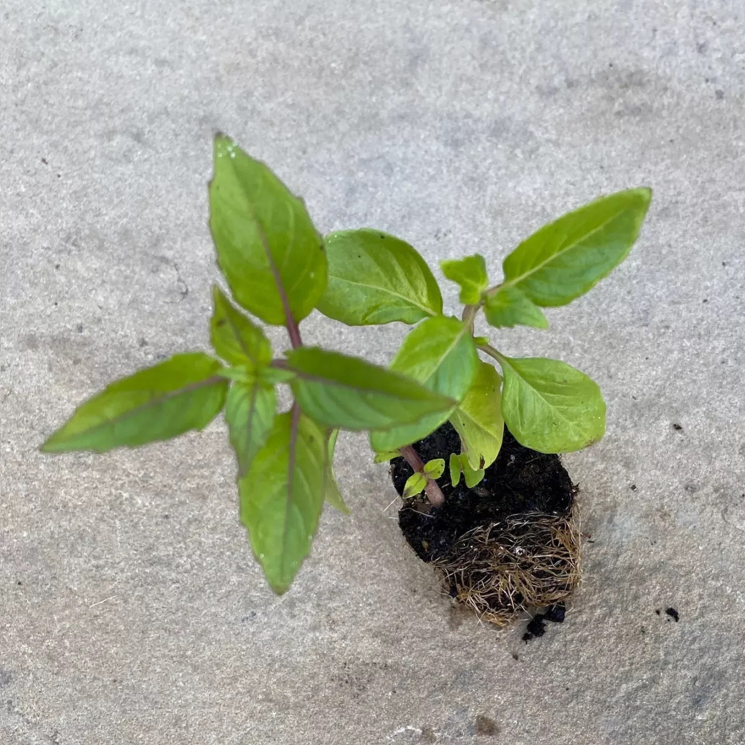 Cinnamon Basil