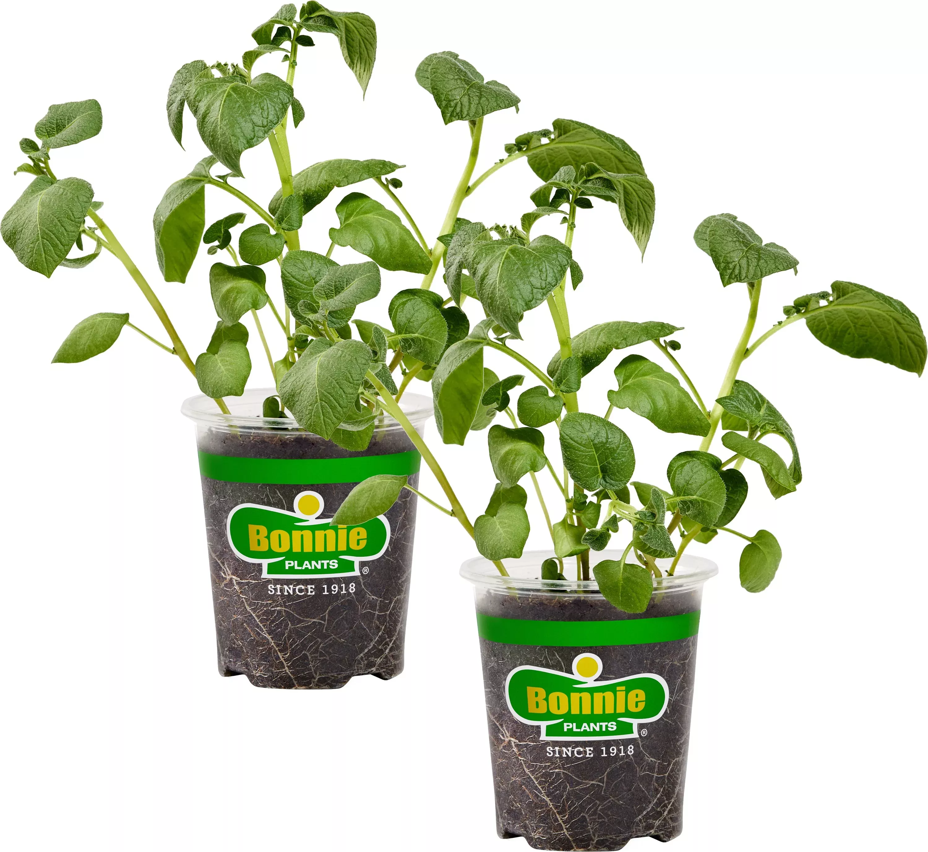 Clancy Red Potato (2 Pack)