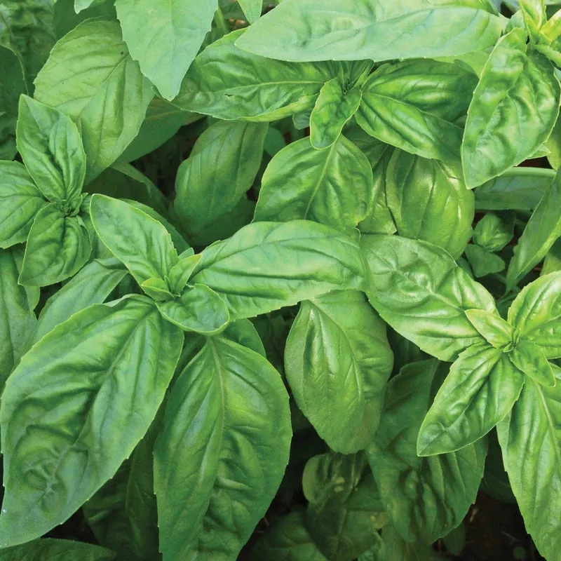 Classic Culinary Herb Garden Kit