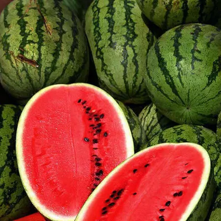 Classic Sweet Watermelon Kit