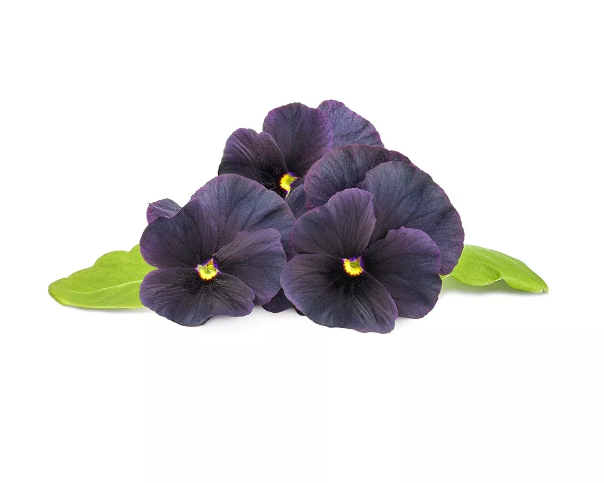 Click & Grow Refill 3-Pack - Black Pansy