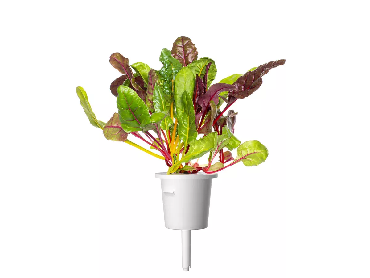 Click & Grow Refill 3-Pack - Rainbow Chard
