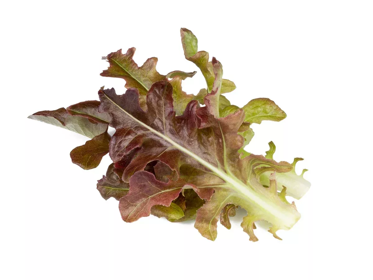 Click & Grow Refill 3-Pack - Red Oakleaf Lettuce
