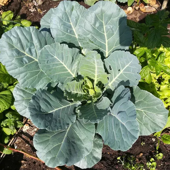 Collards Champion Seeds
