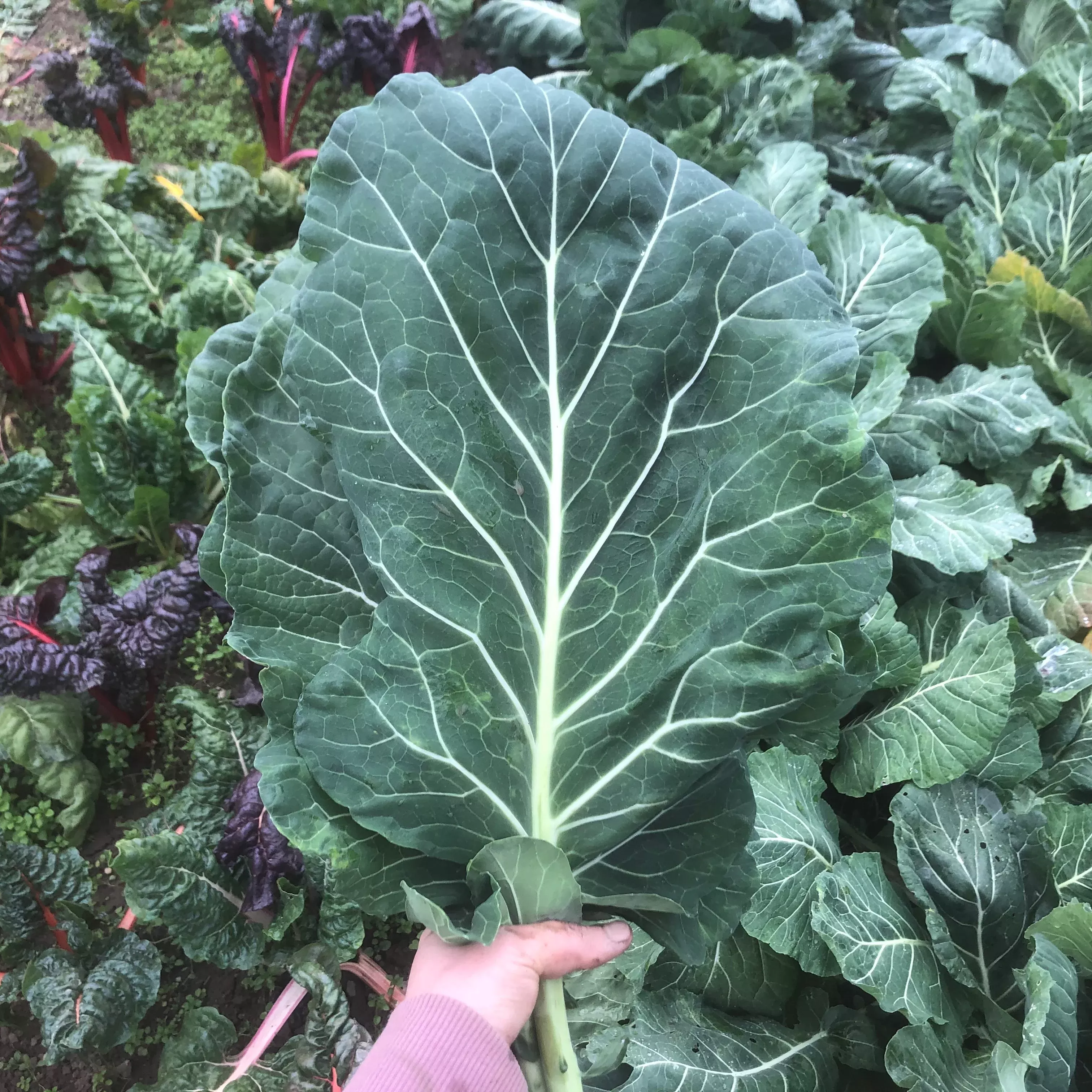 Collards ⁃ Organic Seed Champion