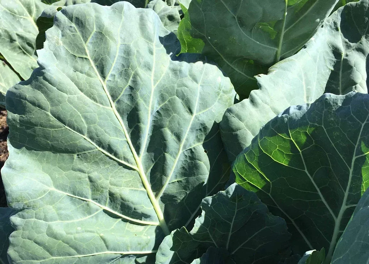 Collards, Vates