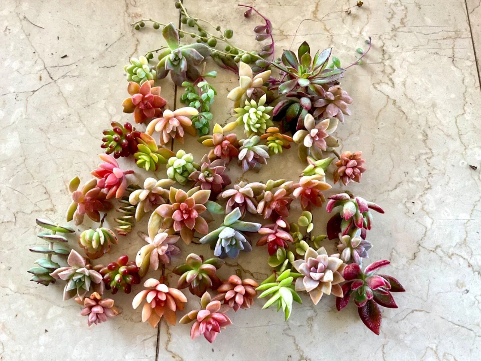 Colorful Succulent Cuttings Set of 40 - Healthy Variety for Planting & Decoration - Ideal for DIY Terrariums and Gardens