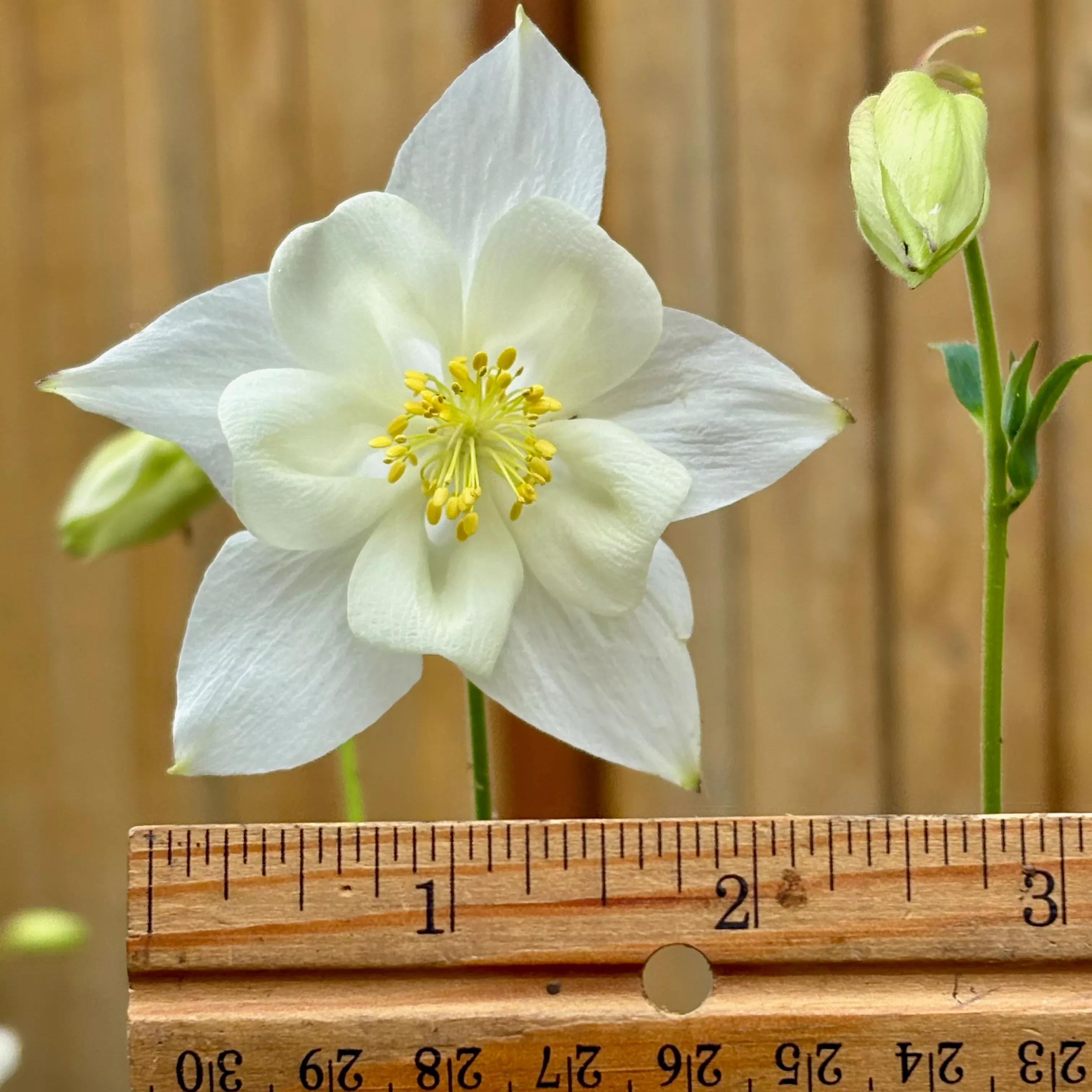 Columbine ⁃ Organic Seed Crystal Star