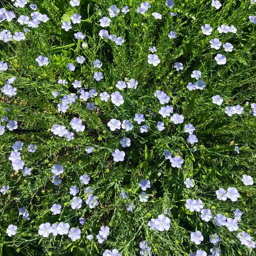 Common Flax