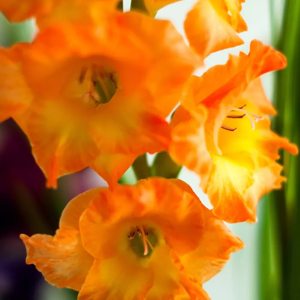 'Conco d'Oro' Large Flowering Gladiolus, Orange Glads