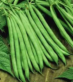 Contender Bush Bean