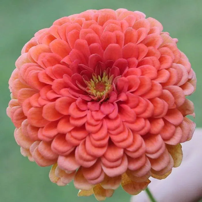 Coral Beauty Zinnia