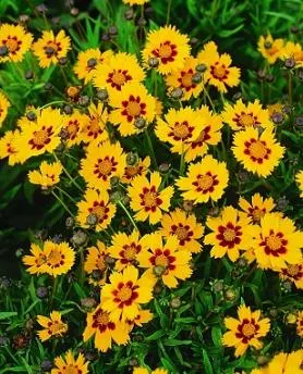 Coreopsis