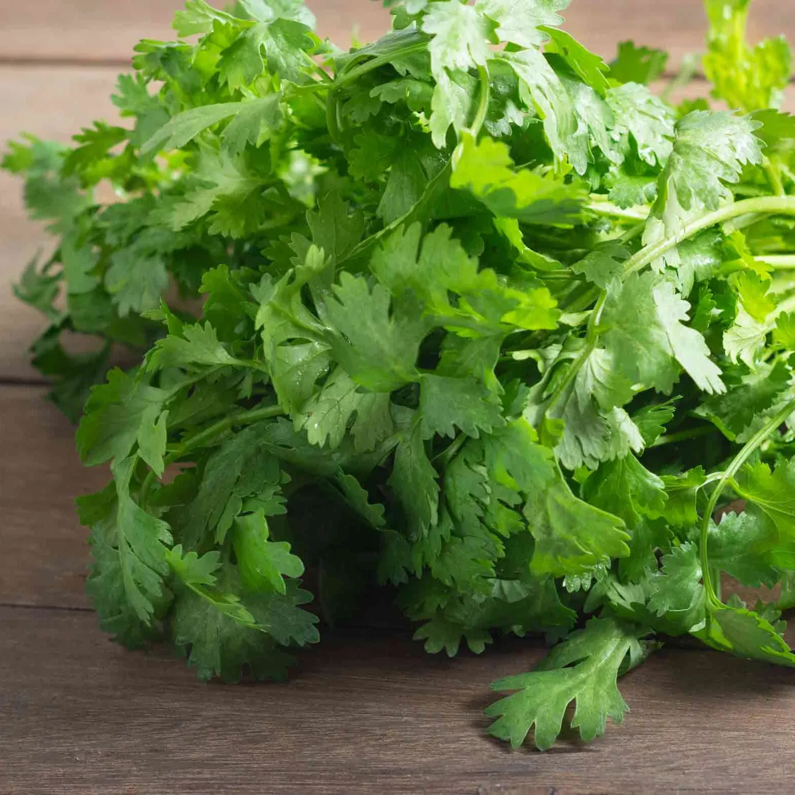 Coriander Whole Seeds