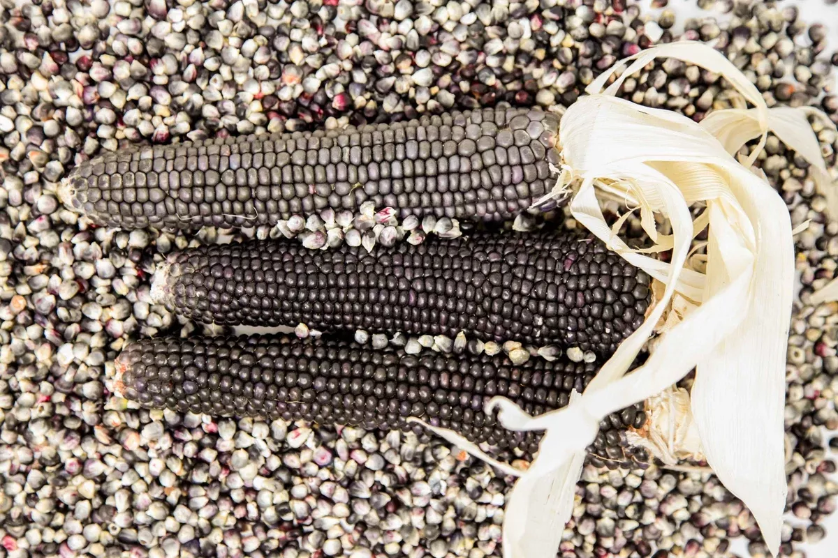 Corn, Hopi Blue