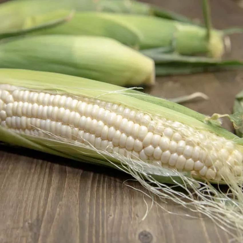 Corn Sweet Silver Queen Seeds