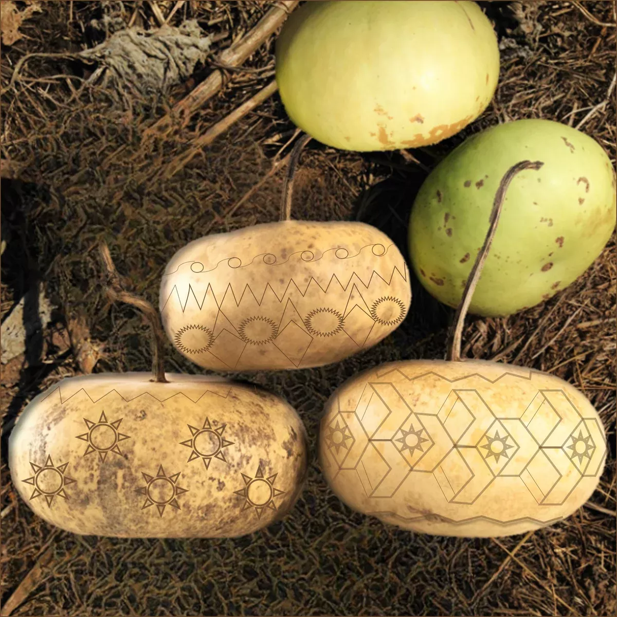 Corsican Gourd