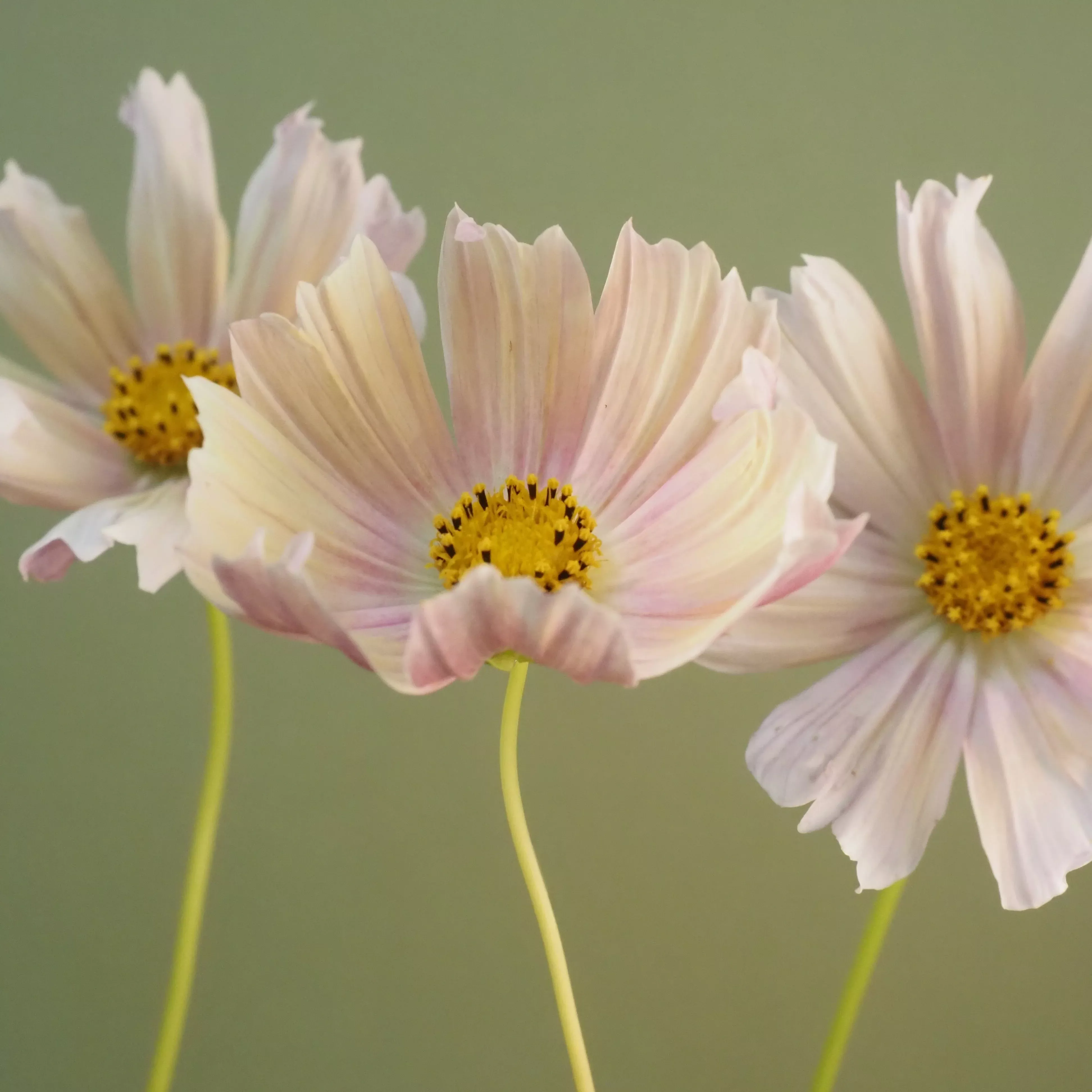 Cosmos ⁃ Organic Seed Apricot Lemonade