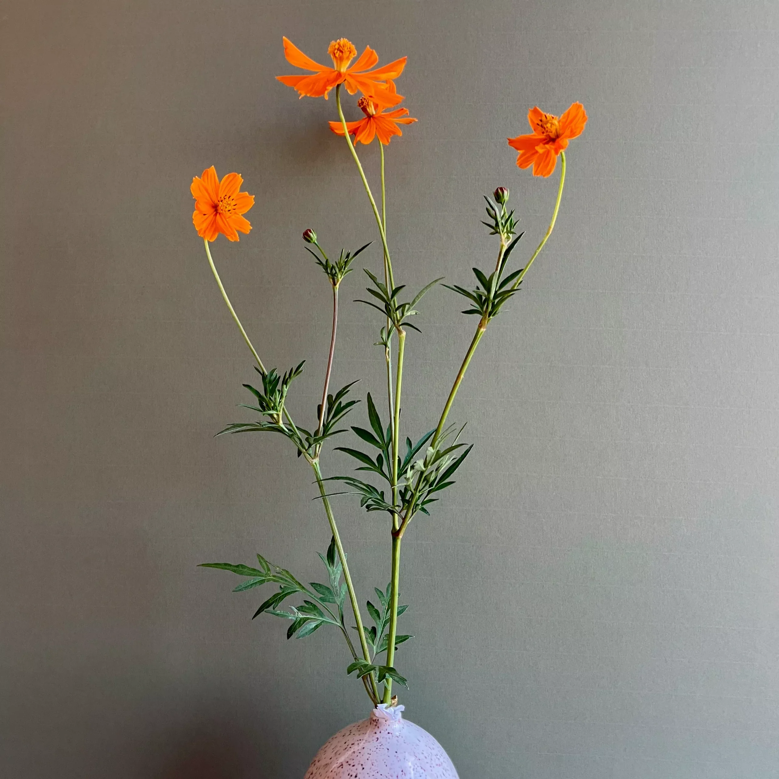 Cosmos ⁃ Organic Seed Diablo