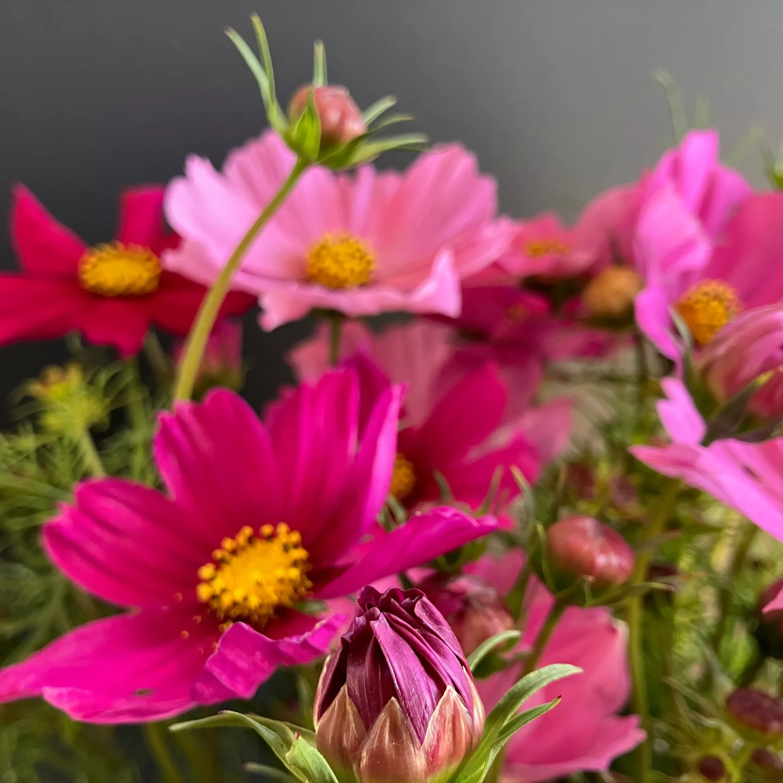 Cosmos ⁃ Organic Seed Sensation Blend