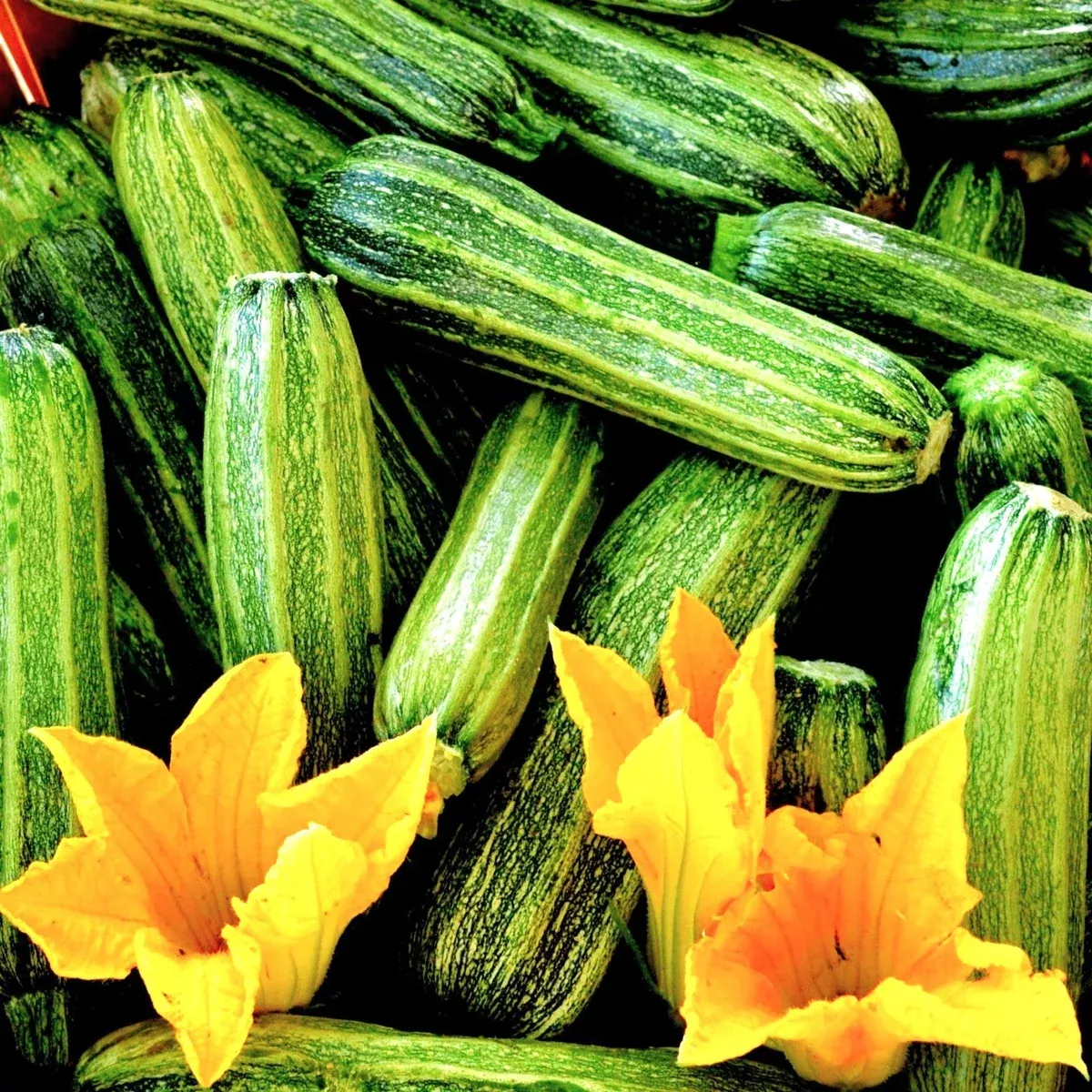 Costata Romanesco Zucchini