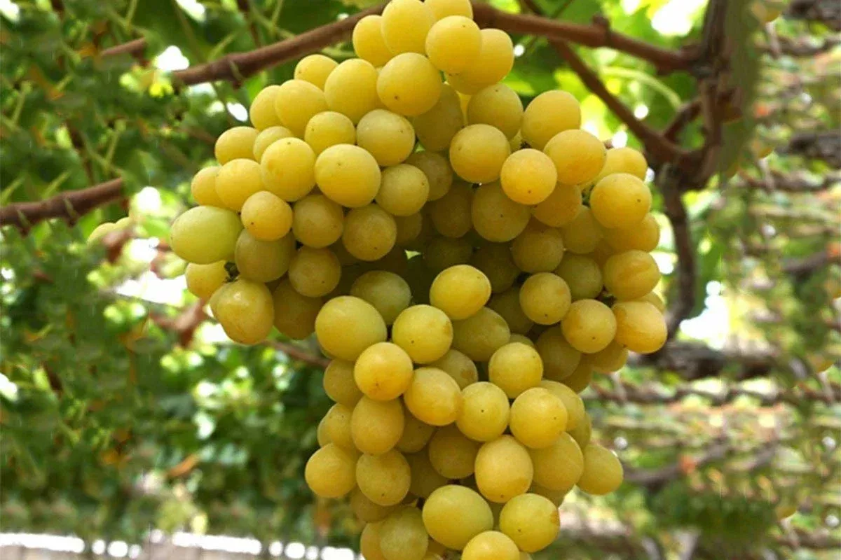 Cotton Candy Grape Cuttings - 4 Rooting or Grafting Cuttings - Easy to Root - Vitis vinifera