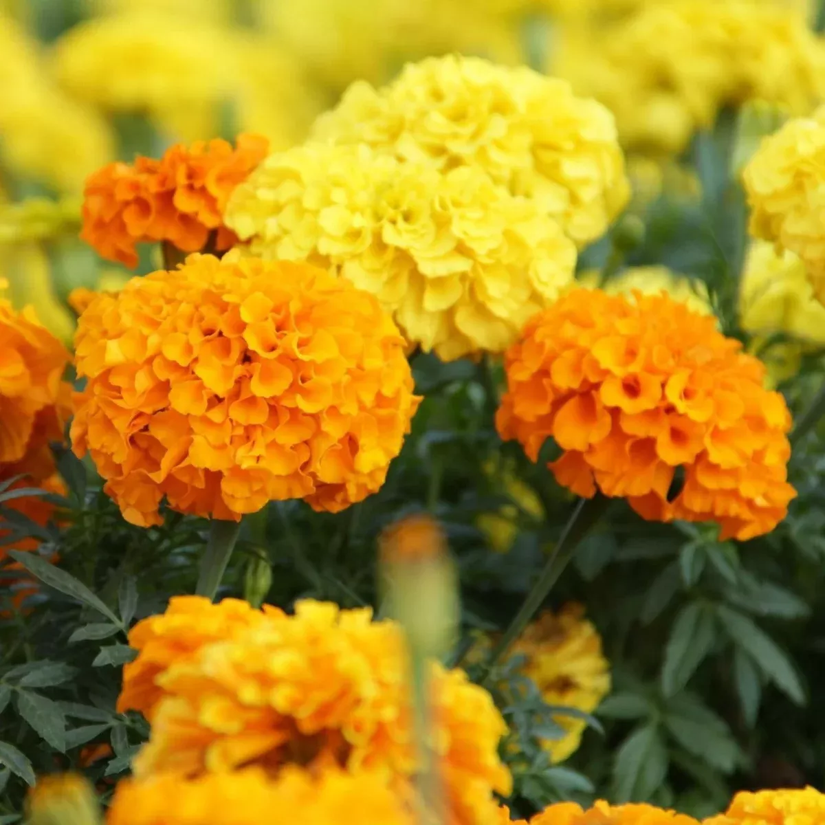 Cracker Jack Mix African Marigold